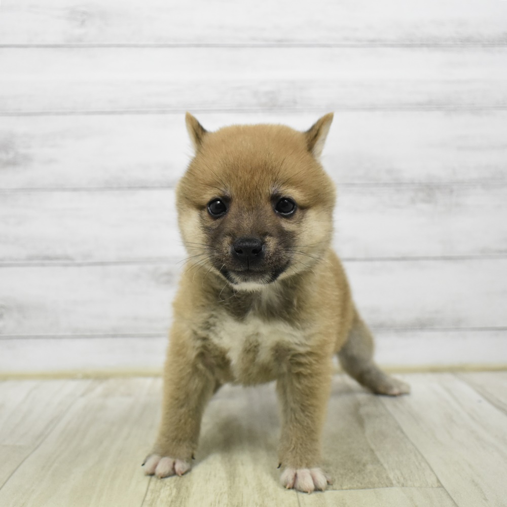 東京都の豆柴 (犬の家＆猫の里ペットフォレスト小平店/2026年2月3日生まれ/男の子/赤)の子犬