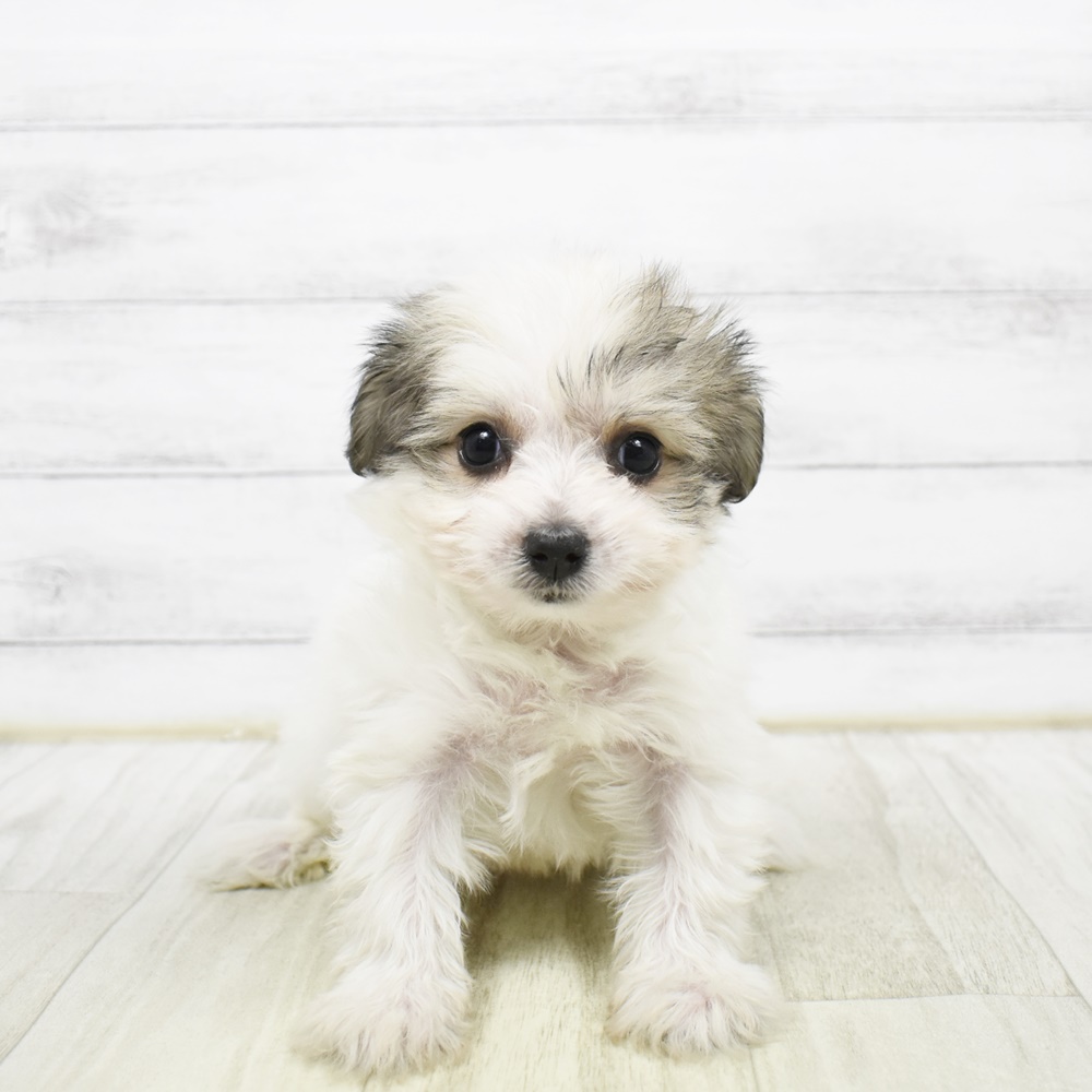 愛知県のハーフ犬・ミックス犬 (犬の家＆猫の里安城店/2026年2月2日生まれ/女の子/ホワイトブラウン)の子犬