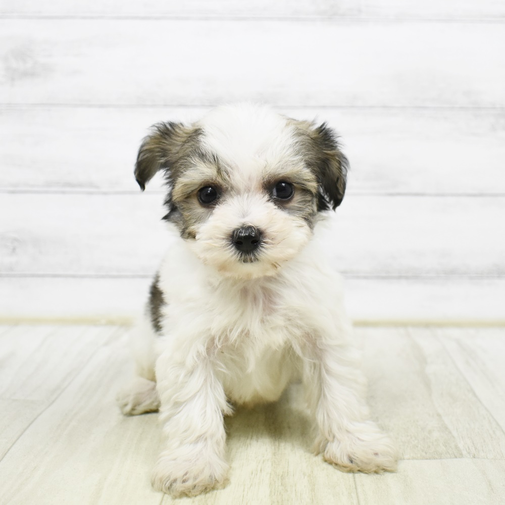 2026年2月2日生まれのハーフ犬・ミックス犬