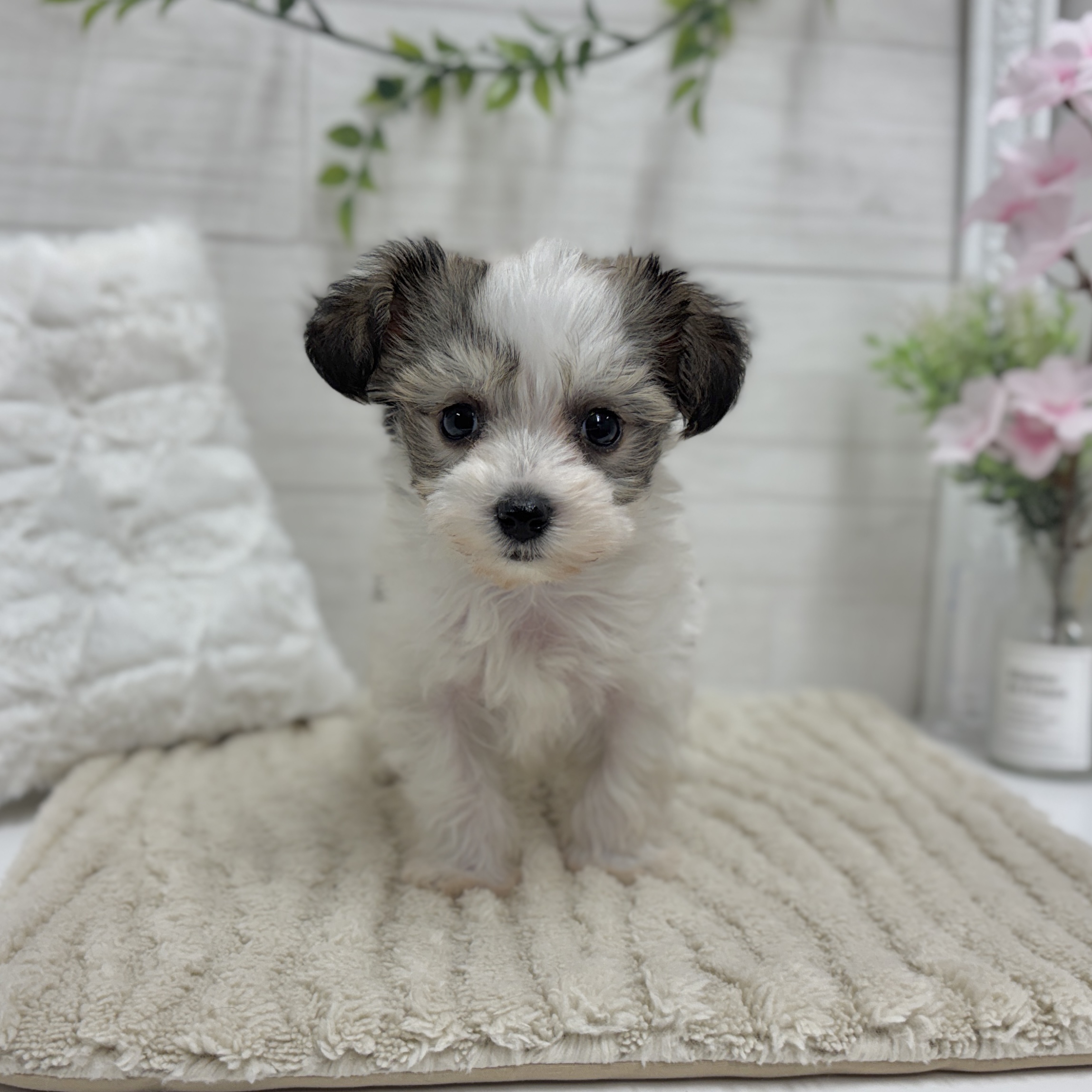 神奈川県のハーフ犬・ミックス犬 (犬の家＆猫の里相模原店/2026年2月2日生まれ/男の子/ホワイトブラウン)の子犬の1枚目の画像