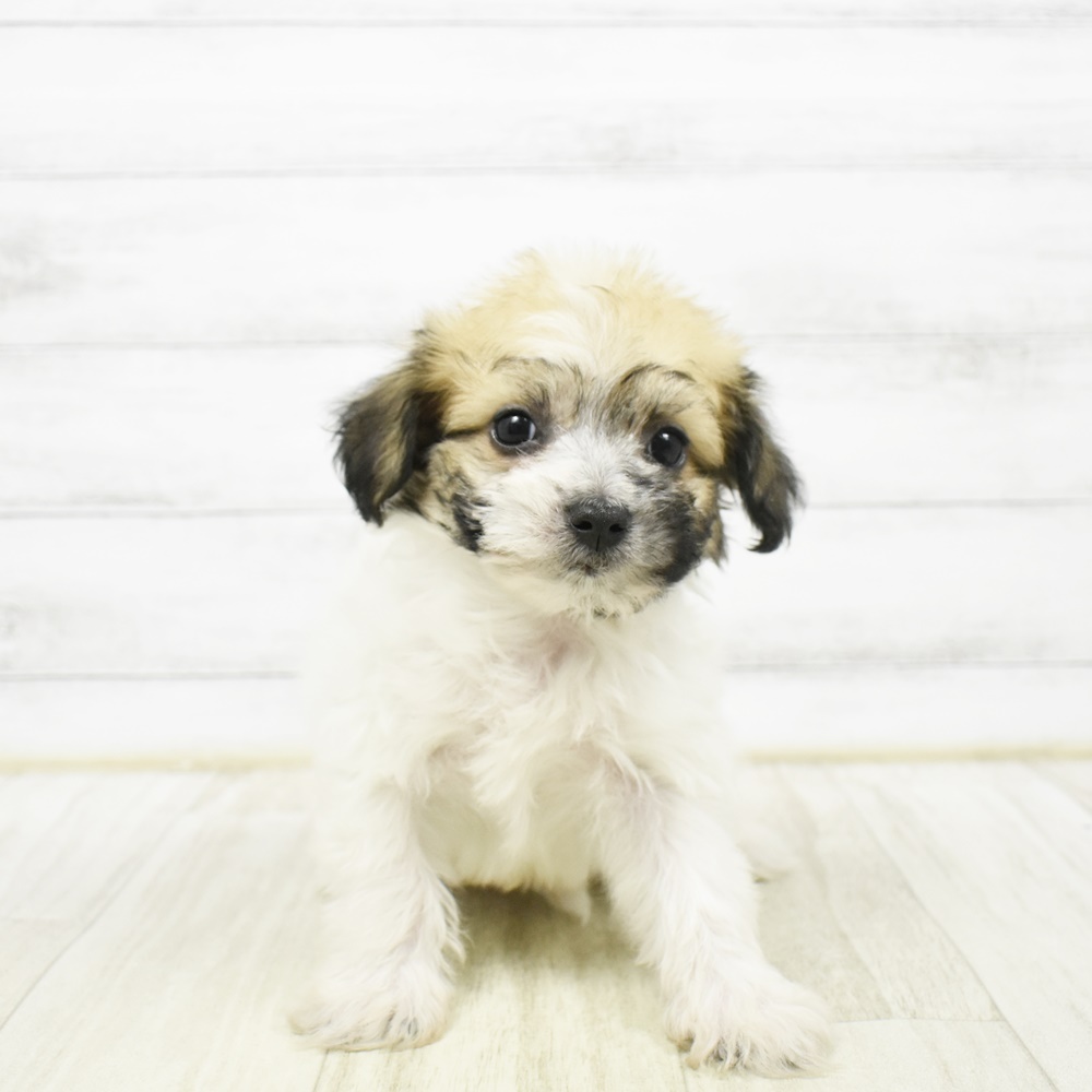 静岡県のハーフ犬・ミックス犬 (犬の家＆猫の里MEGAドン・キホーテ袋井店/2026年2月2日生まれ/男の子/ホワイトブラウン)の子犬