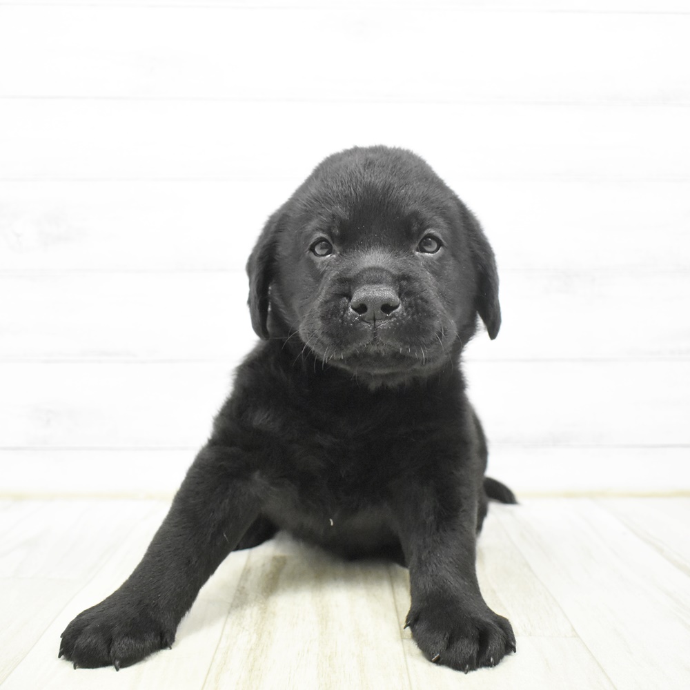愛知県のラブラドールレトリーバー (犬の家＆猫の里豊川インター店/2026年2月2日生まれ/男の子/ブラック)の子犬