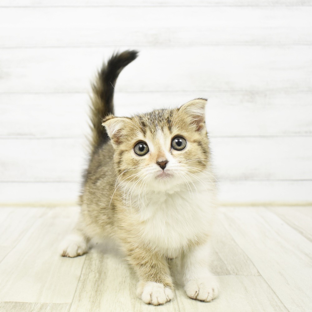 2026年2月1日生まれのスコティッシュフォールド