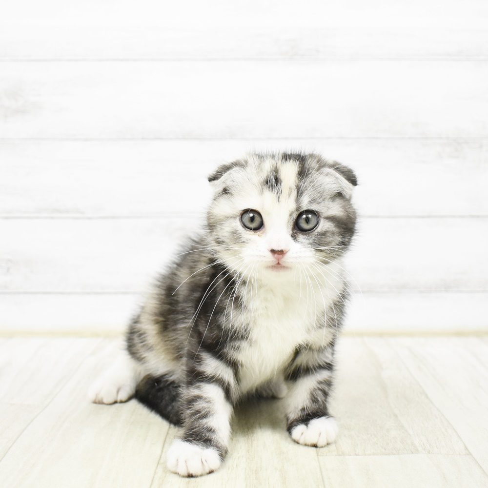 静岡県のスコティッシュフォールド (犬の家＆猫の里藤枝店/2026年1月31日生まれ/女の子/キャリコ)の子猫