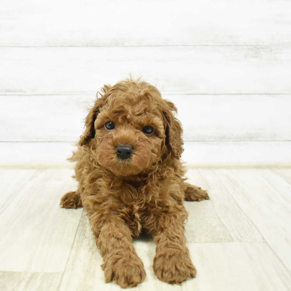 2026年1月30日生まれのトイプードル(トイ)