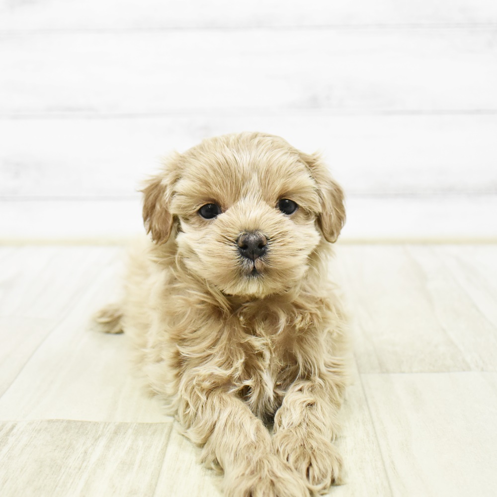 長野県のマルプー(マルチーズ×プードル) (犬の家＆猫の里カインズ梓川店/2026年2月2日生まれ/女の子/クリーム)の子犬