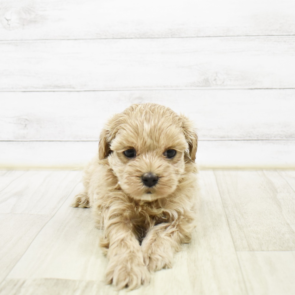 ハーフ犬女の子の写真