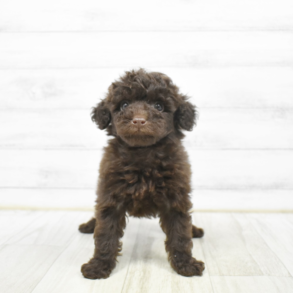 千葉県のトイプードル(トイ) (犬の家＆猫の里ワンズモール稲毛店/2026年2月1日生まれ/男の子/ブラウン)の子犬