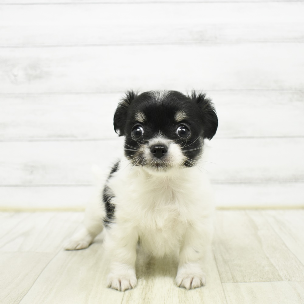 千葉県のチワワ(ロング) (犬の家＆猫の里BIGHOPガーデンモール印西店/2026年2月1日生まれ/女の子/ホワイトブラックタン)の子犬