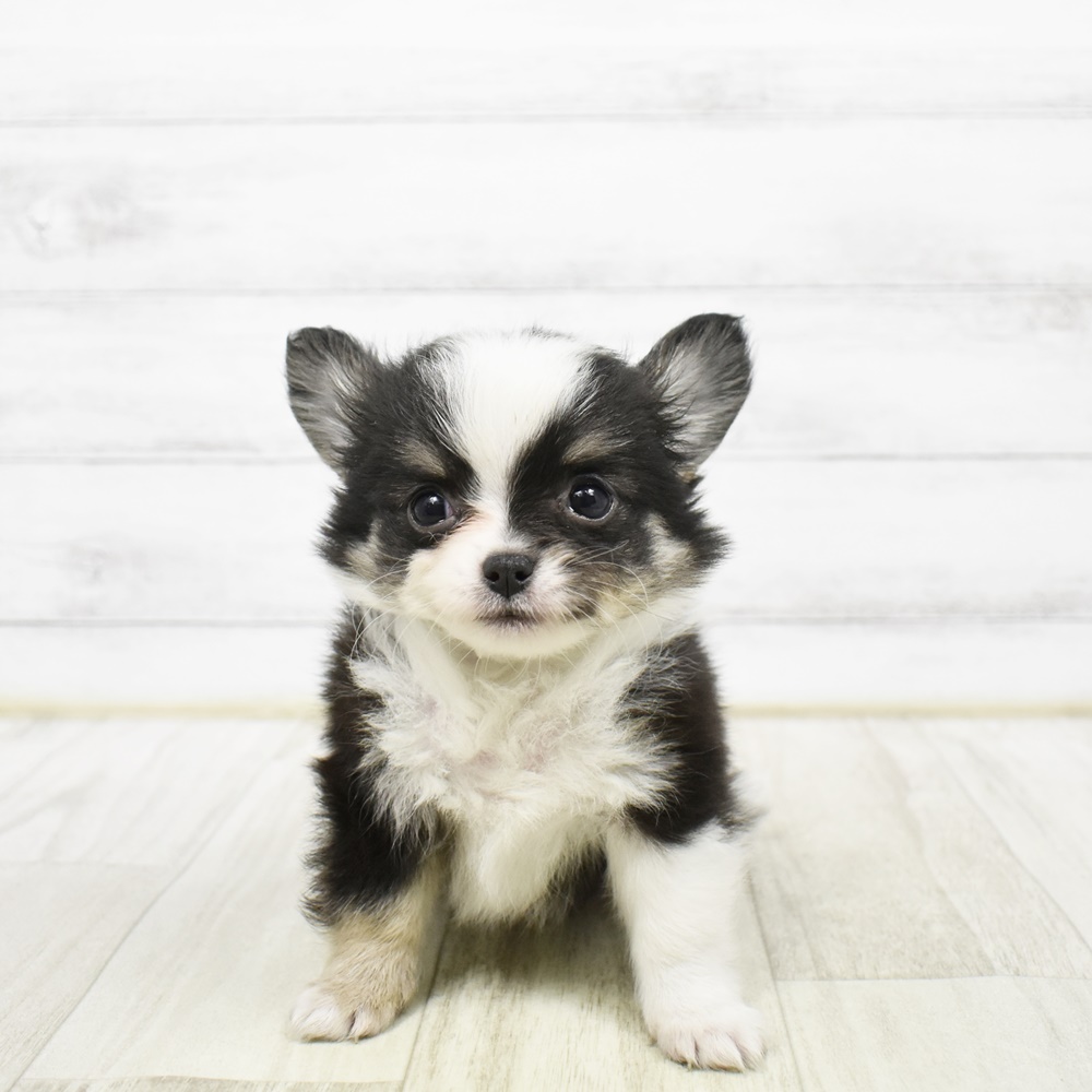 神奈川県のチワワ(ロング) (犬の家＆猫の里元住吉ブレーメン通り店/2026年2月1日生まれ/男の子/ブラックタンホワイト)の子犬