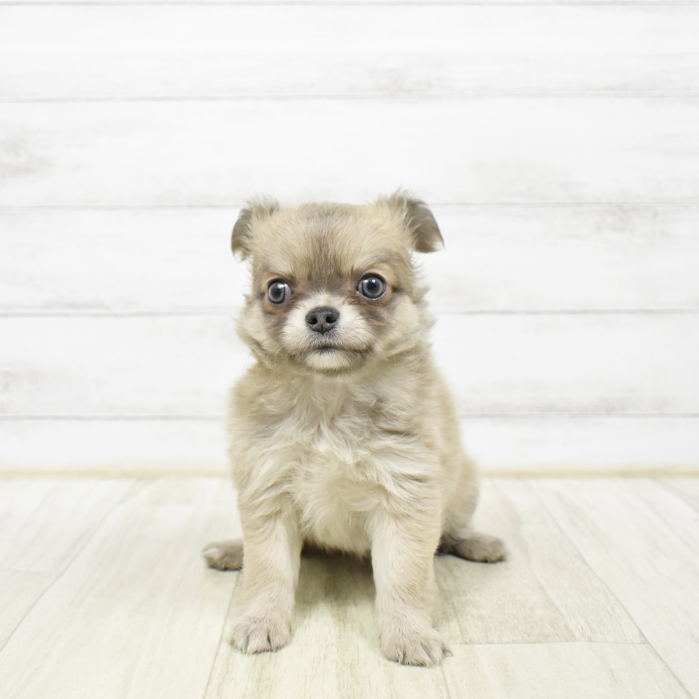 2026年2月2日生まれのチワワ(ロング)