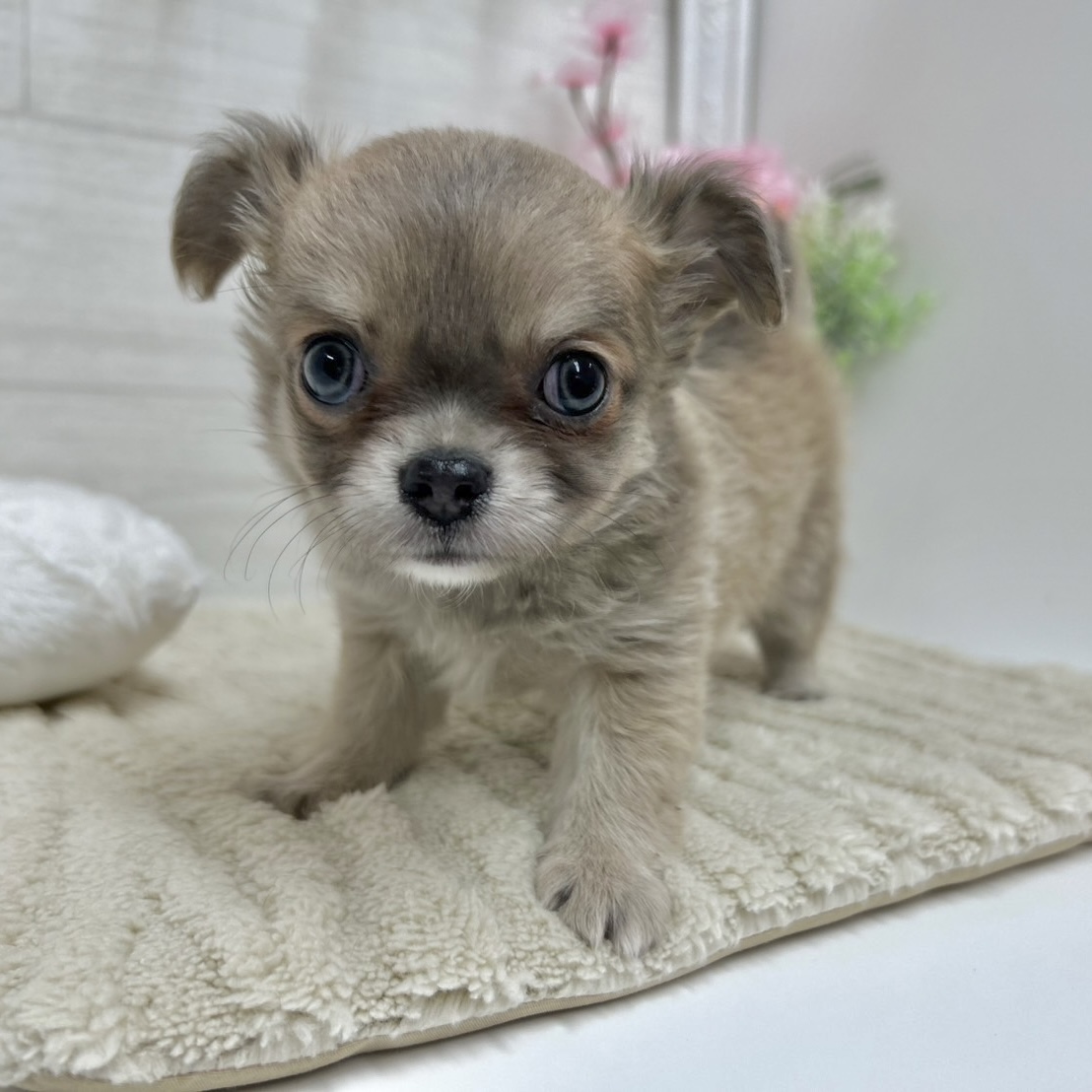 神奈川県のチワワ(ロング) (犬の家＆猫の里相模原店/2026年2月2日生まれ/女の子/グレーフォーン)の子犬の2枚目の画像