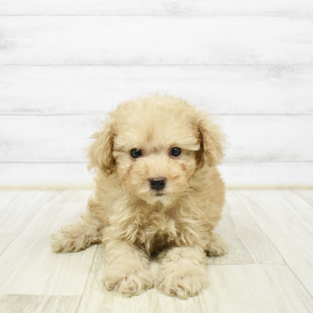 富山県のトイプードル(トイ) (犬の家＆猫の里アミーゴ高岡蓮花寺店/2026年2月2日生まれ/男の子/アプリコット)の子犬