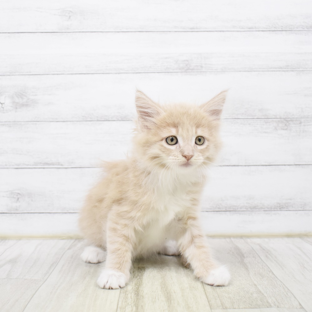 2026年2月3日生まれのノルウェージャンフォレストキャット