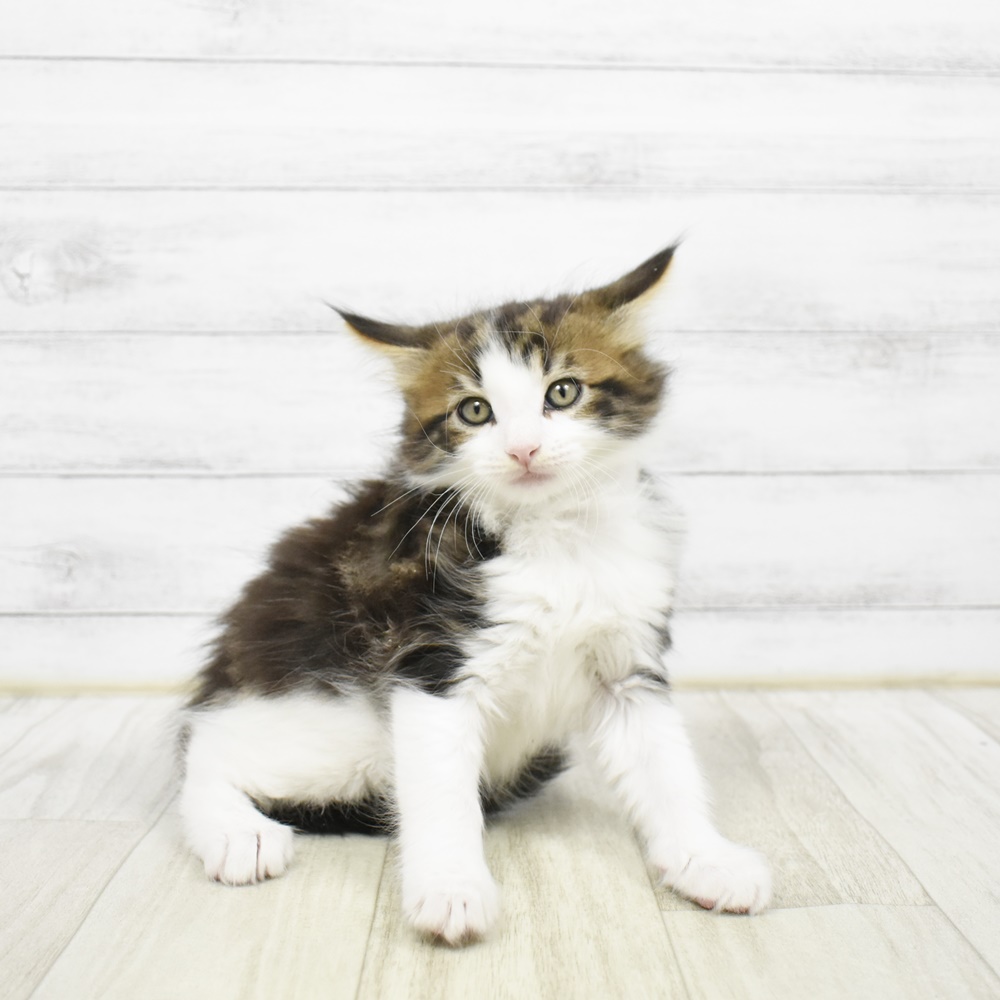 2026年2月3日生まれのノルウェージャンフォレストキャット