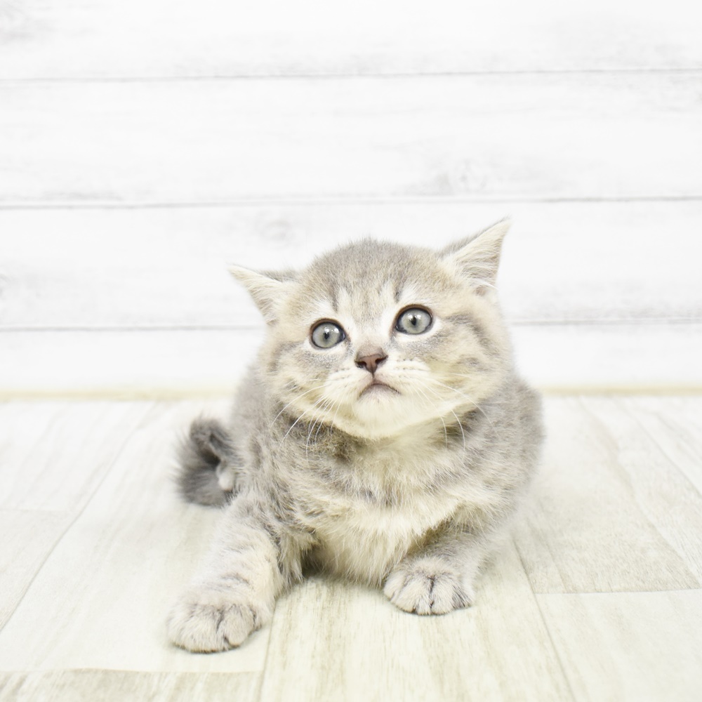 東京都のマンチカン (犬の家＆猫の里ペットフォレスト小平店/2026年2月3日生まれ/女の子/ブルータビー)の子猫