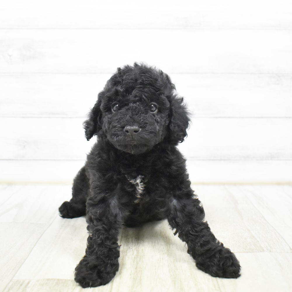 長野県のトイプードル(トイ) (犬の家＆猫の里長野店/2026年2月2日生まれ/男の子/ブラック)の子犬