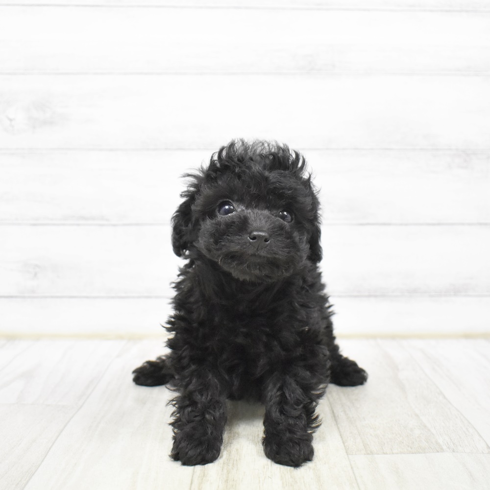 愛知県のトイプードル(トイ) (犬の家＆猫の里MiO香久山店/2026年2月2日生まれ/女の子/ブラック)の子犬