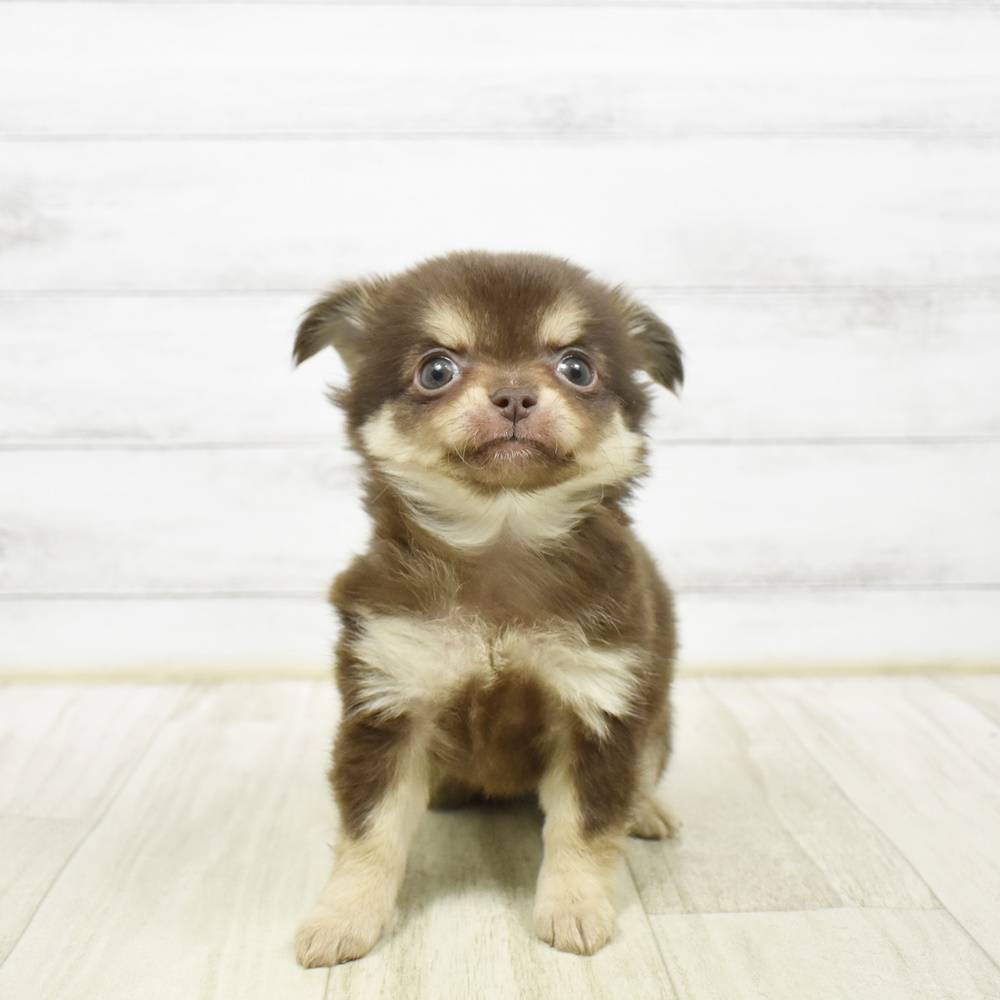 福井県のチワワ(ロング) (犬の家＆猫の里福井店/2026年2月3日生まれ/女の子/チョコレートタン)の子犬