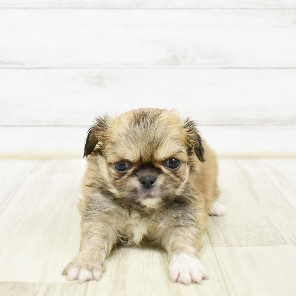 静岡県のチワペキ/ペキチー/ペキチワ(チワワ×ペキニーズ) (犬の家＆猫の里アミーゴ浜松和田店/2026年2月3日生まれ/男の子/フォーンホワイト)の子犬