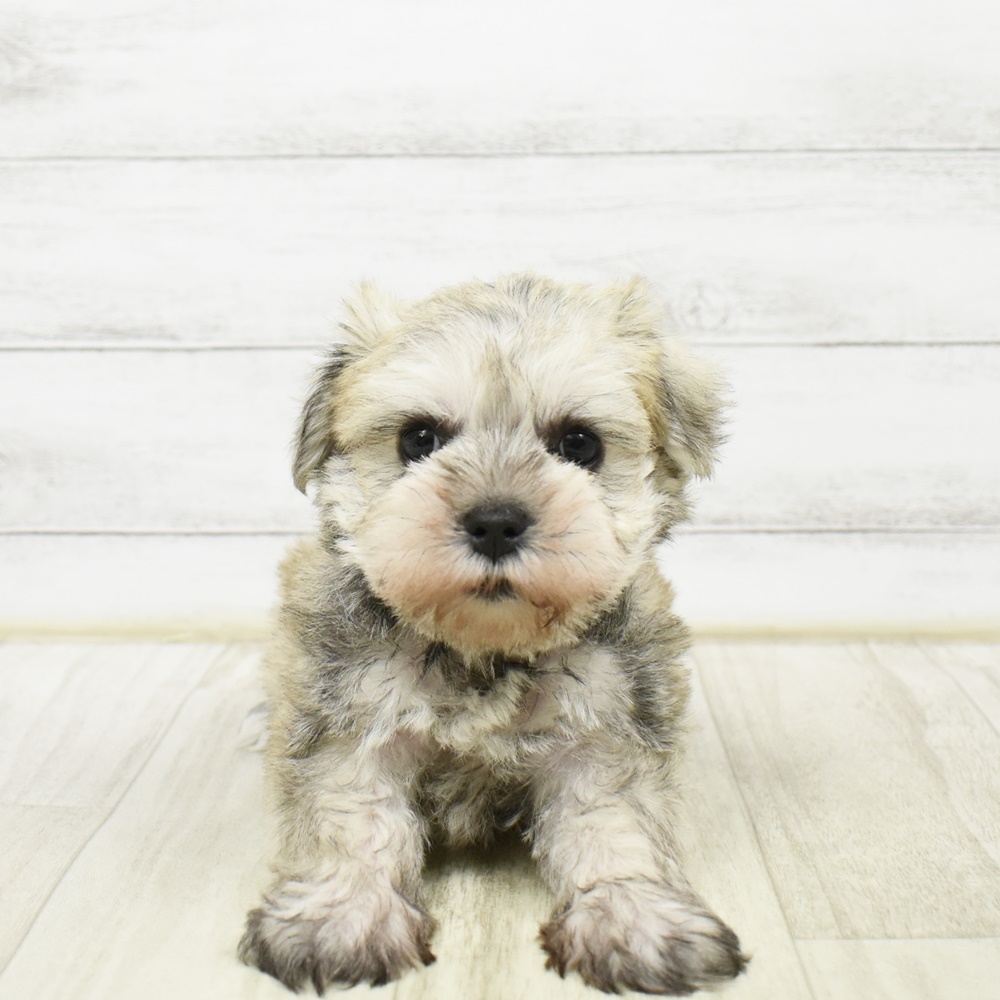 福岡県のシュナマル/マルシュナ(シュナウザー×マルチーズ) (犬の家＆猫の里トリアス久山店/2026年2月2日生まれ/男の子/ウィートン)の子犬