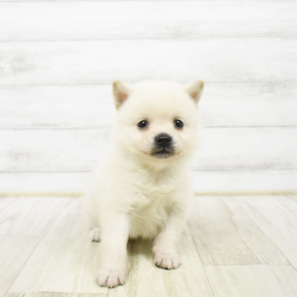 2026年2月2日生まれのポメ柴/豆ポメ/ポメ豆柴(ポメラニアン×柴犬)