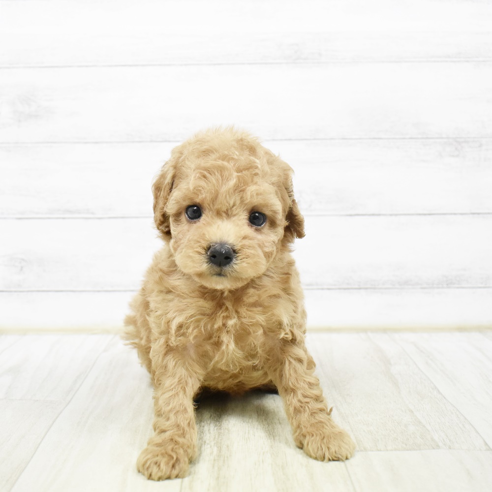 2026年2月2日生まれのビションプー(ビションフリーゼ×プードル)