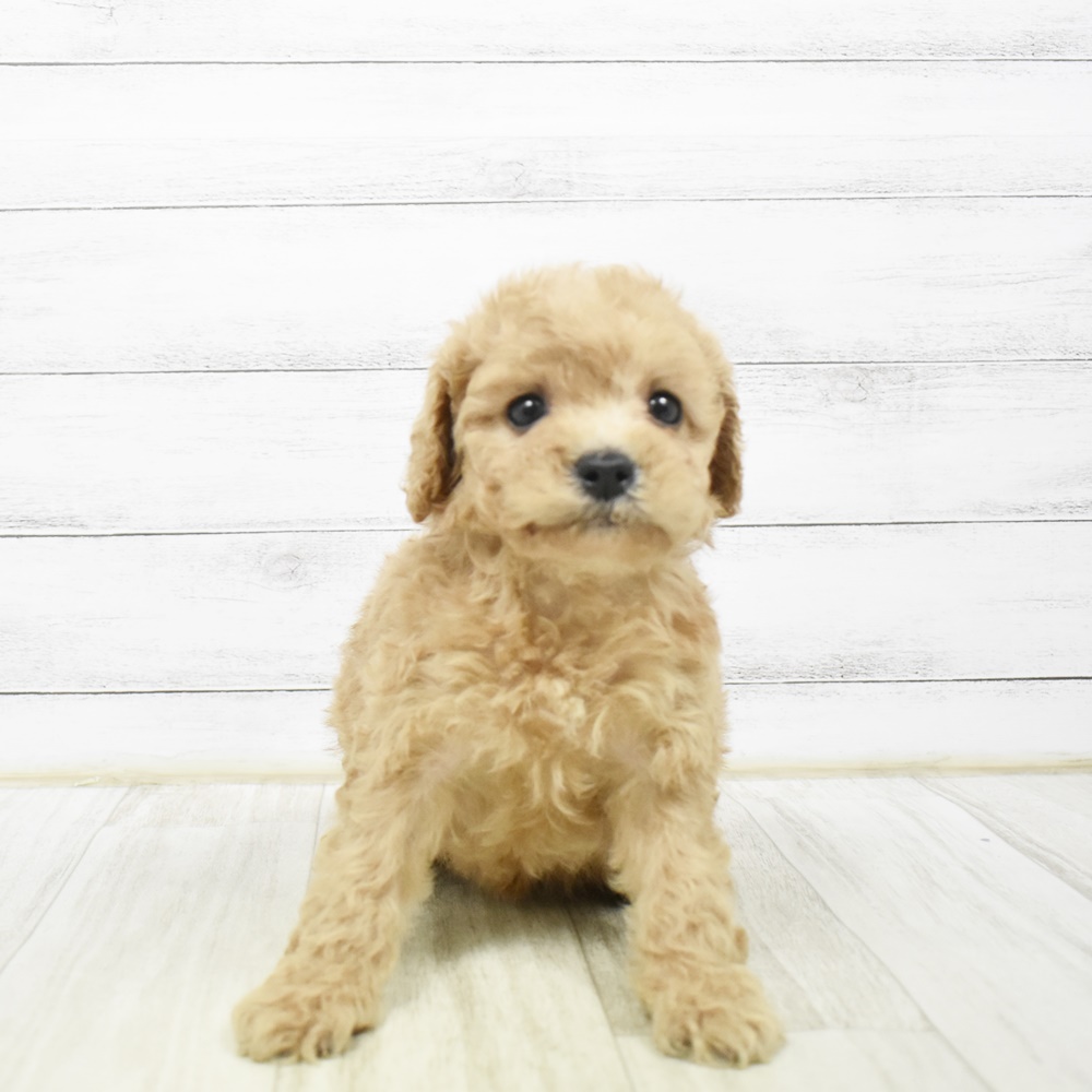 ハーフ犬女の子の写真