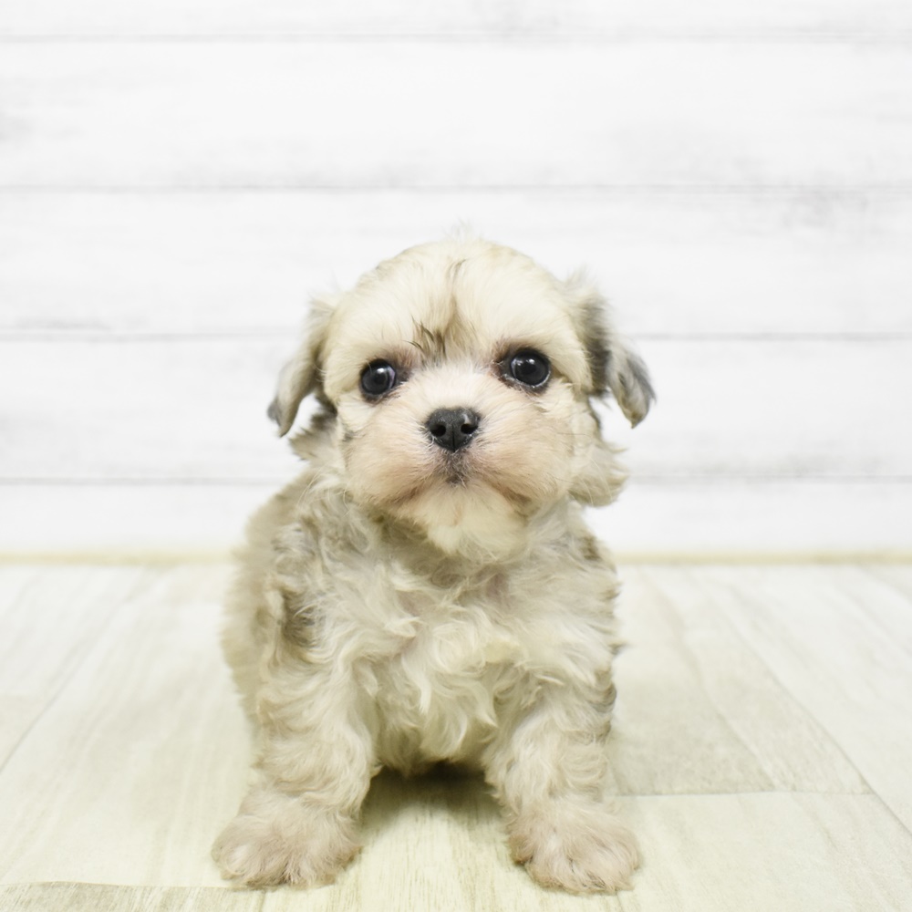 神奈川県のハーフ犬・ミックス犬 (犬の家＆猫の里元住吉ブレーメン通り店/2026年2月1日生まれ/男の子/フォーン)の子犬