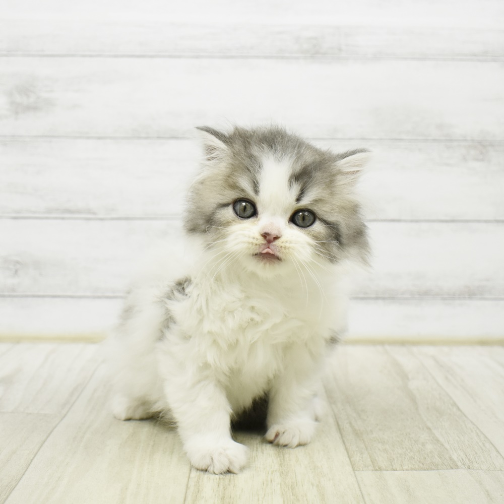 神奈川県のスコティッシュフォールド (犬の家＆猫の里元住吉ブレーメン通り店/2026年2月2日生まれ/男の子/ブルータビーホワイト)の子猫