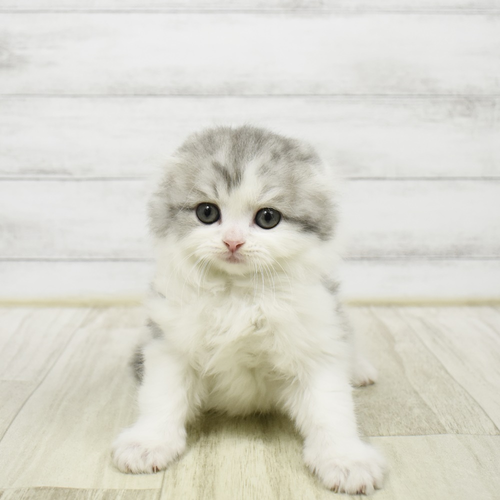 2026年2月2日生まれのスコティッシュフォールド