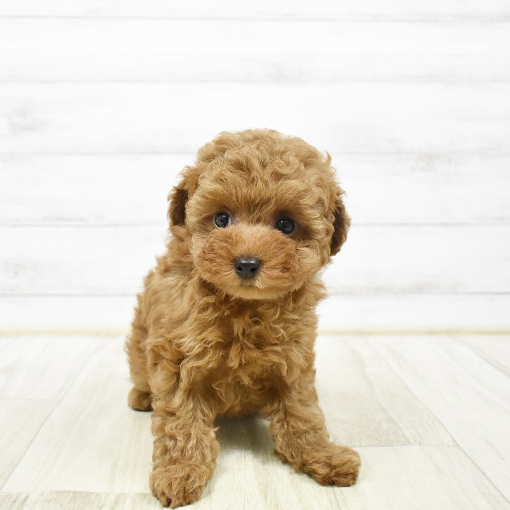 長野県のトイプードル(トイ) (犬の家＆猫の里長野店/2026年1月30日生まれ/女の子/レッドフォーン)の子犬