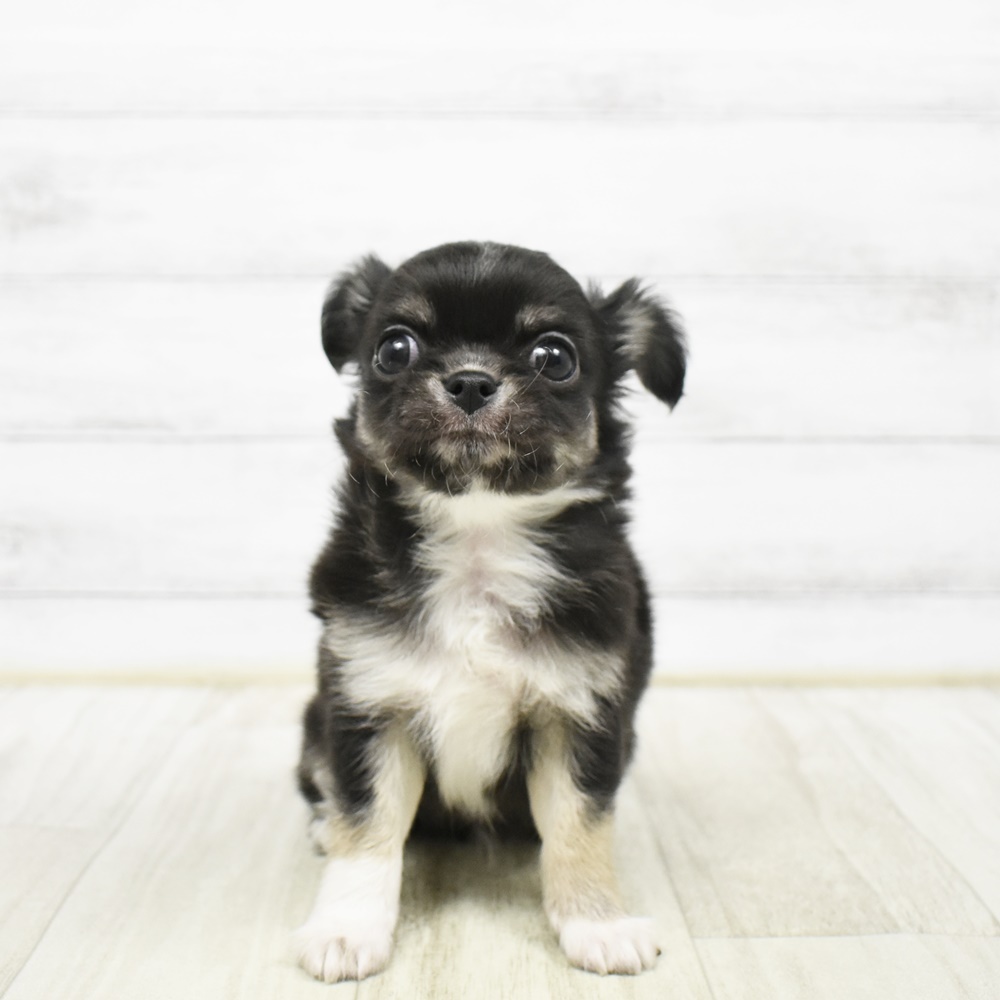 神奈川県のチワワ(ロング) (犬の家＆猫の里小田原店/2026年2月2日生まれ/男の子/ブラックタンホワイト)の子犬