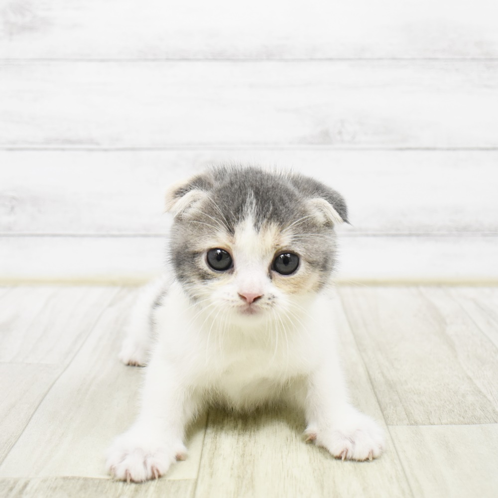 2026年2月3日生まれのスコティッシュフォールド