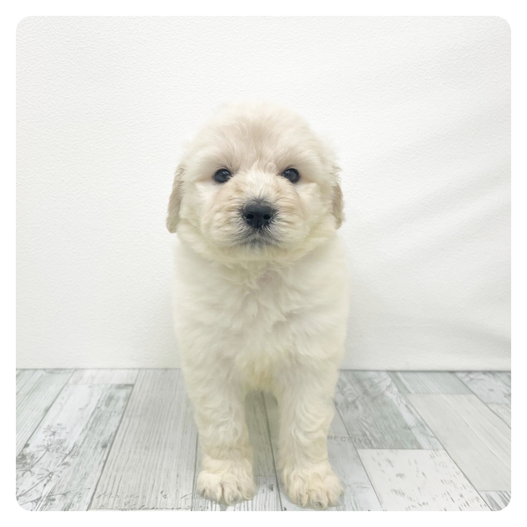 福岡県のハーフ犬・ミックス犬 (犬の家＆猫の里くりえいと宗像店/2026年2月3日生まれ/男の子/クリーム)の子犬