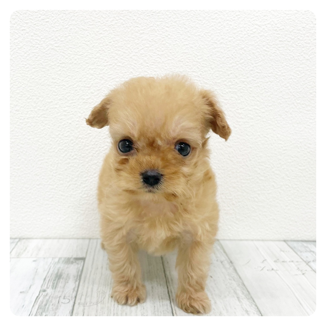 福岡県のチワプー/プーチー(チワワ×プードル) (犬の家＆猫の里くりえいと宗像店/2026年2月1日生まれ/女の子/アプリコット)の子犬
