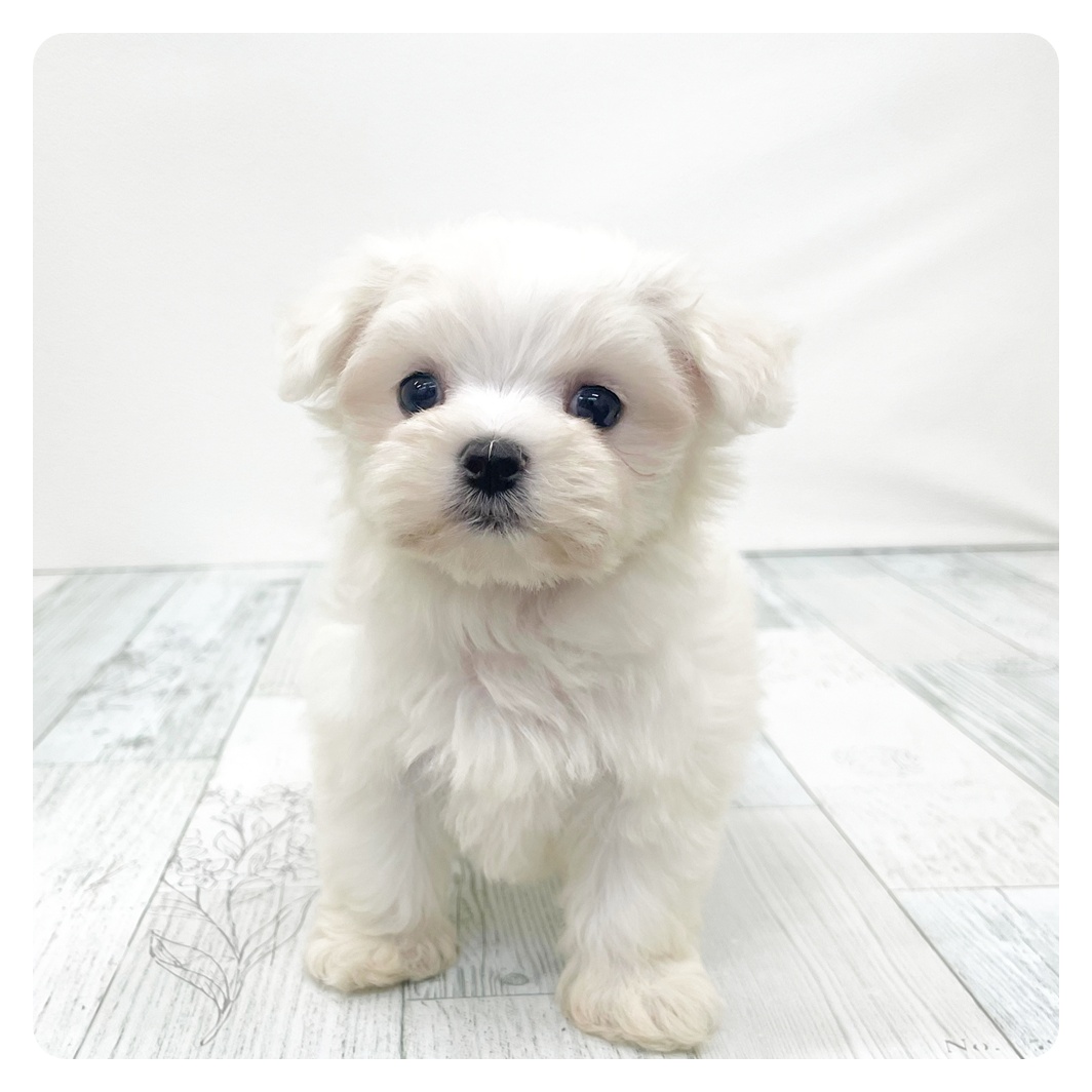 福岡県のマルチーズ (犬の家＆猫の里トリアス久山店/2026年2月2日生まれ/女の子/ホワイト)の子犬