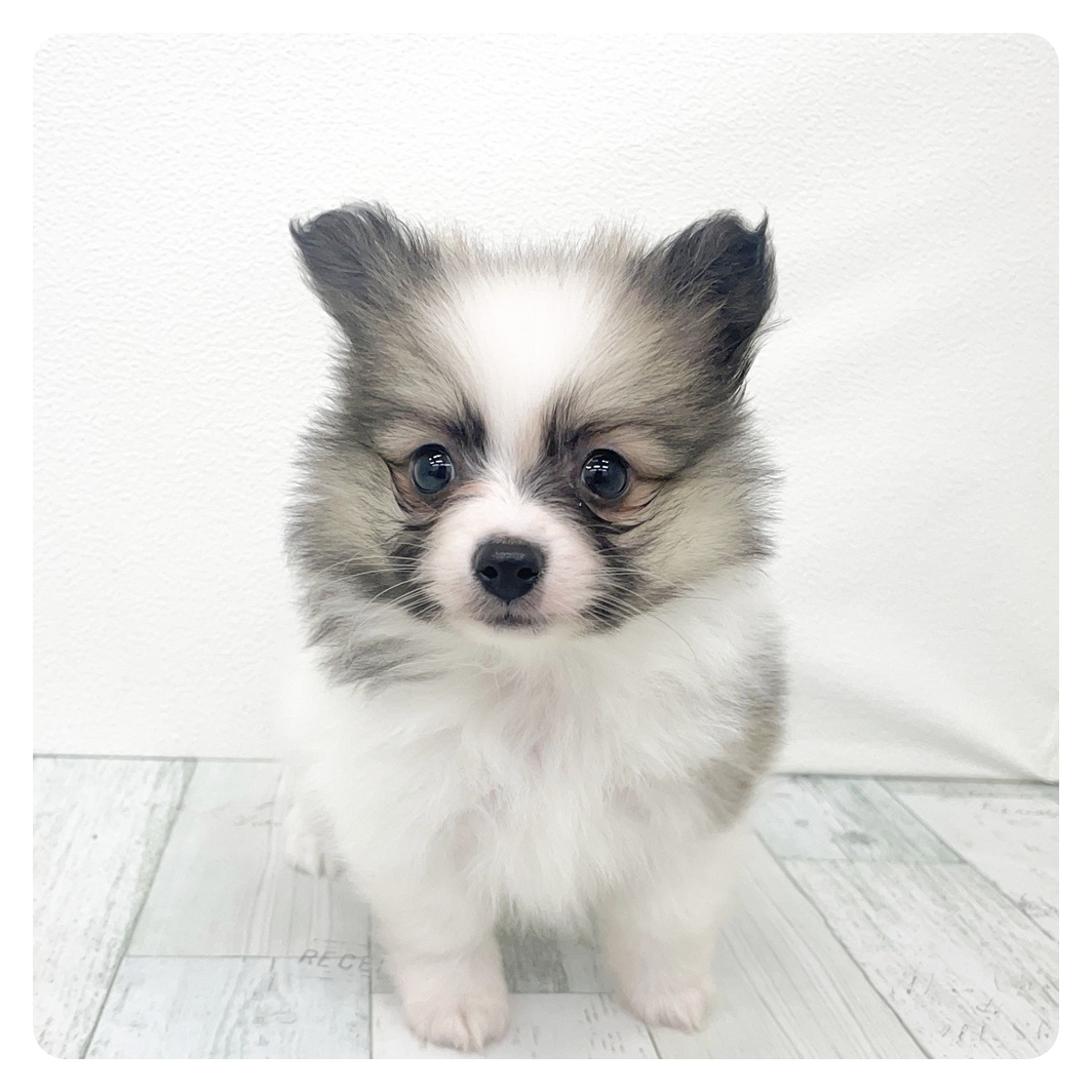 福岡県のポメチワ/チワポメ/ポメチー(ポメラニアン×チワワ) (犬の家＆猫の里トリアス久山店/2026年2月3日生まれ/男の子/パーティーカラー)の子犬