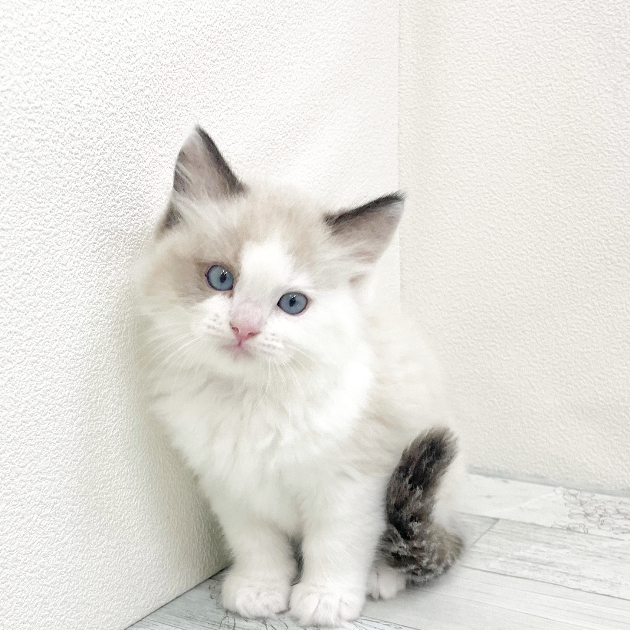 福岡県のラグドール (犬の家＆猫の里くりえいと宗像店/2026年2月1日生まれ/男の子/シールポイントバイカラー)の子猫