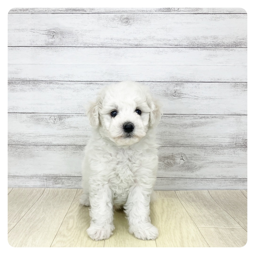 愛知県のビションフリーゼ (犬の家＆猫の里岡崎店/2026年2月3日生まれ/男の子/ホワイト)の子犬