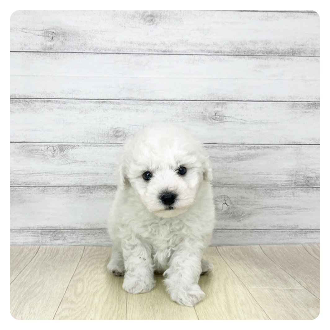 愛知県のビションフリーゼ (犬の家＆猫の里豊田店/2026年2月3日生まれ/男の子/ホワイト)の子犬