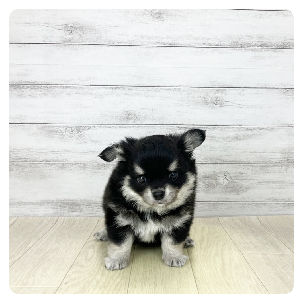 岡山県のチワワ(ロング) (犬の家＆猫の里倉敷店/2026年2月2日生まれ/男の子/ブラッククリーム)の子犬の2枚目の画像