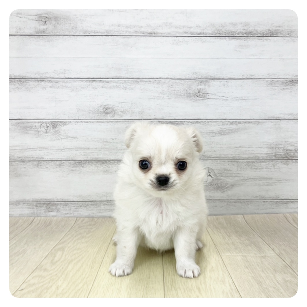 愛知県のチワワ(ロング) (犬の家＆猫の里岡崎店/2026年2月2日生まれ/女の子/ホワイトクリーム)の子犬