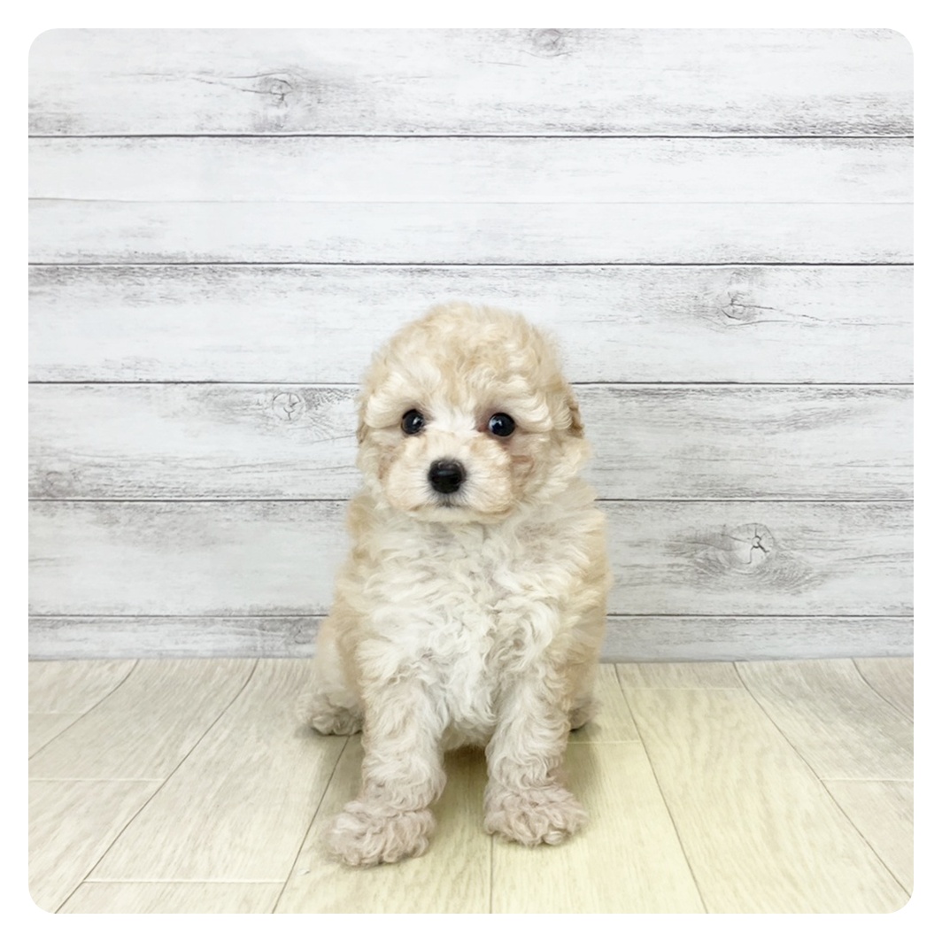 愛知県のトイプードル(トイ) (犬の家＆猫の里アミーゴ神の倉店/2026年2月3日生まれ/男の子/ペールフォーン)の子犬の2枚目の画像