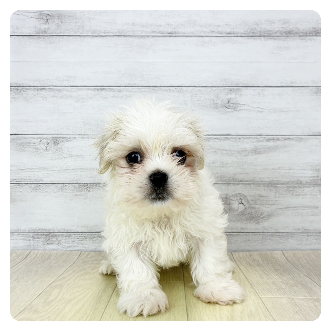 愛知県のペキマル/マルペキ(ペキニーズ×マルチーズ) (犬の家＆猫の里一宮店/2026年1月27日生まれ/男の子/ホワイト)の子犬