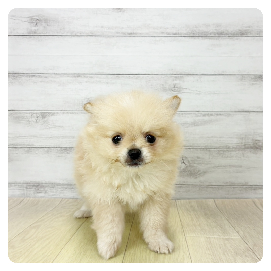 愛知県のポメチワ/チワポメ/ポメチー(ポメラニアン×チワワ) (犬の家＆猫の里一宮店/2026年1月28日生まれ/女の子/クリーム)の子犬