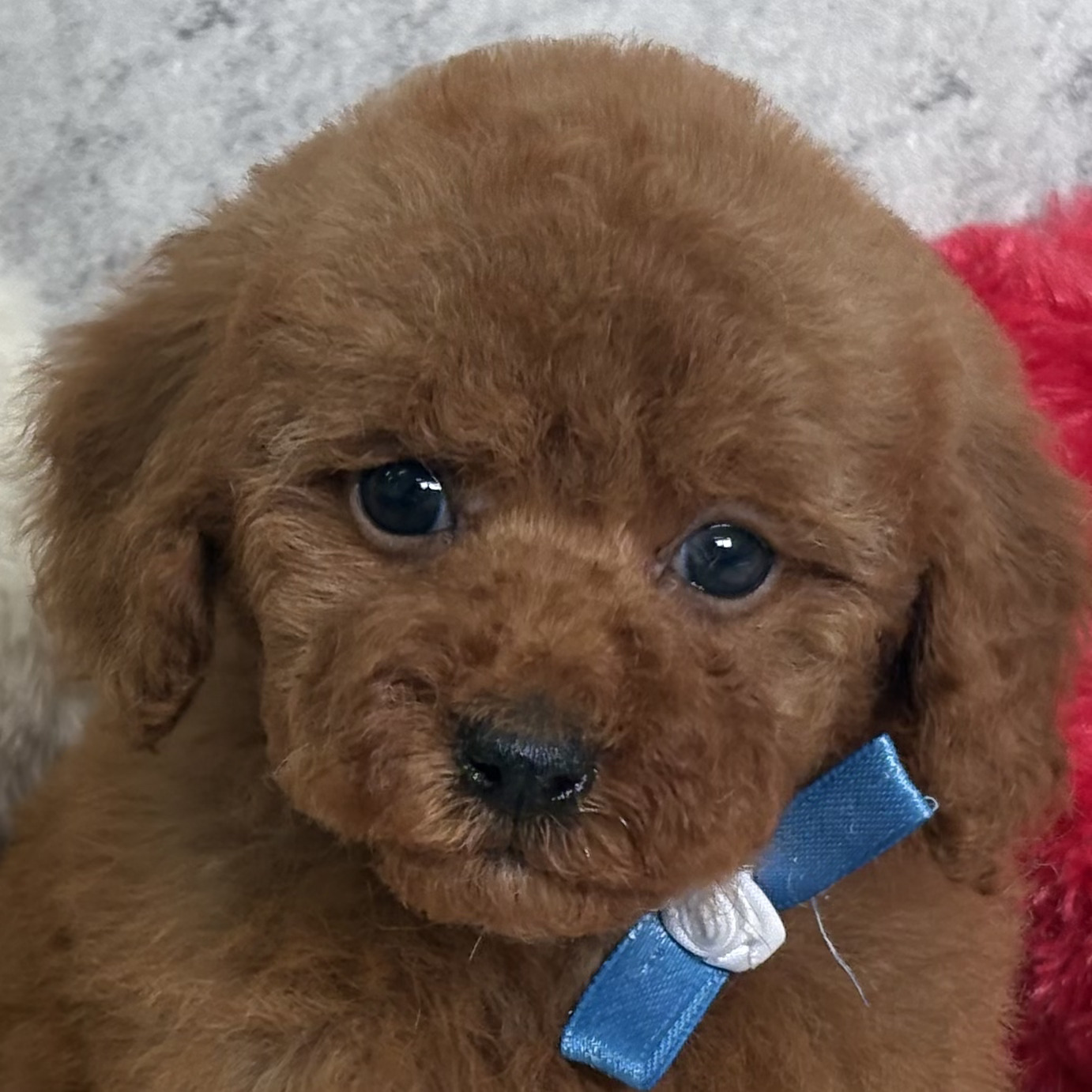 愛知県のトイプードル(トイ) (犬の家＆猫の里一宮店/2026年2月2日生まれ/女の子/レッドフォーン)の子犬