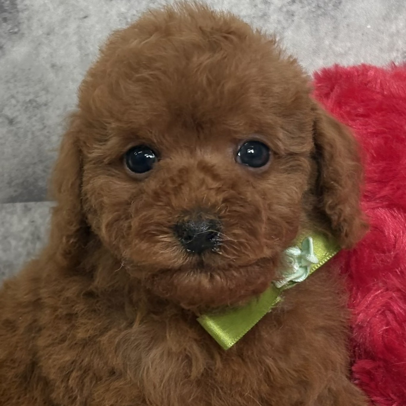 岡山県のトイプードル(トイ) (犬の家＆猫の里倉敷中庄店/2026年2月2日生まれ/男の子/レッドフォーン)の子犬