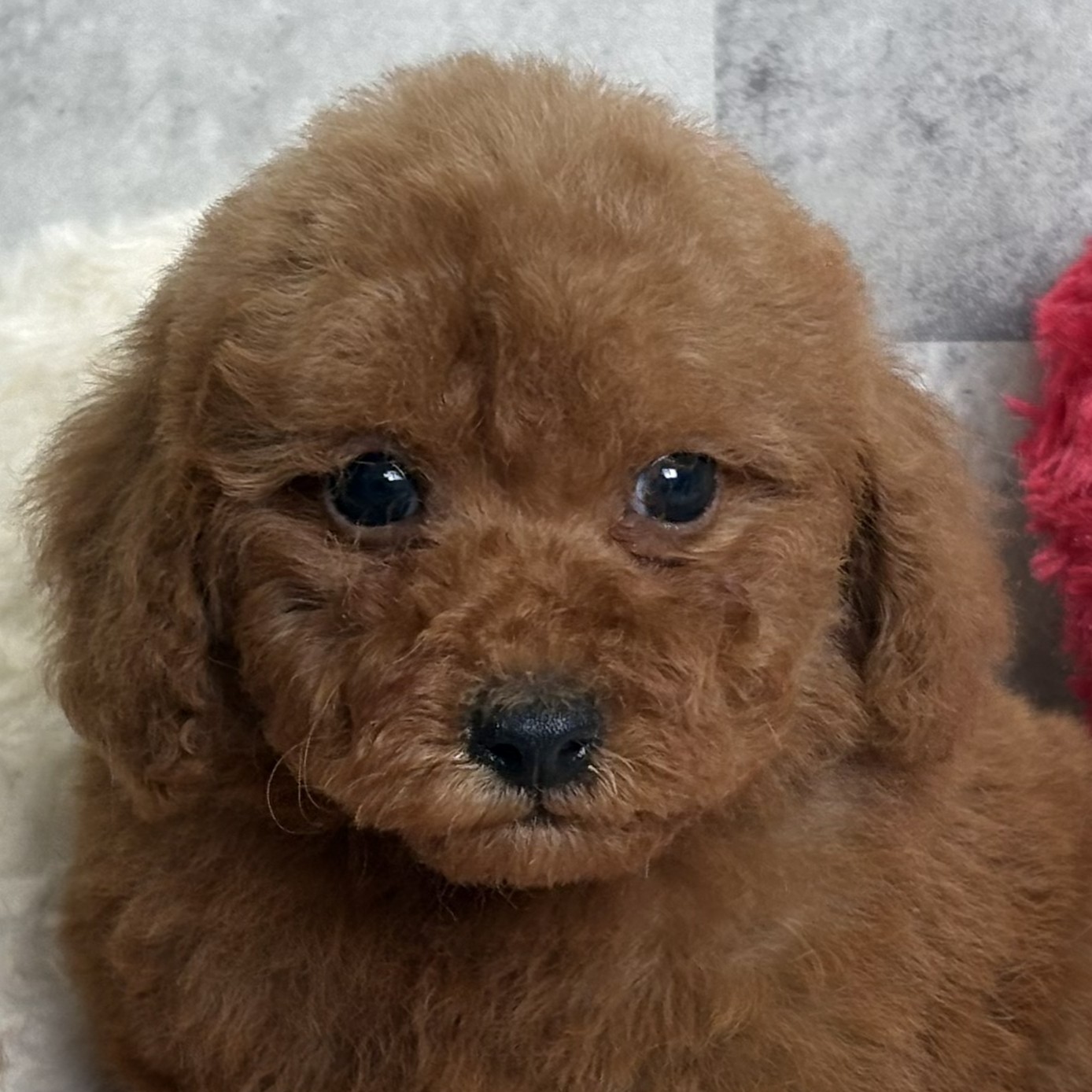 愛知県のトイプードル(トイ) (犬の家＆猫の里一宮店/2026年2月2日生まれ/男の子/レッドフォーン)の子犬