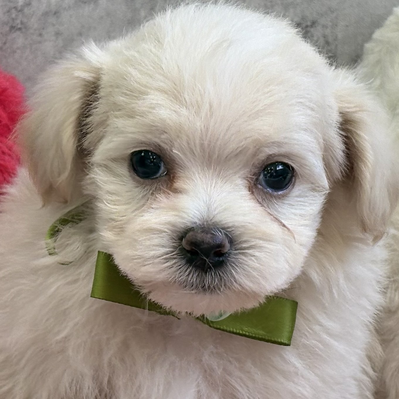 京都府のマルプー(マルチーズ×プードル) (犬の家＆猫の里京都精華店/2026年2月4日生まれ/男の子/クリームホワイト)の子犬